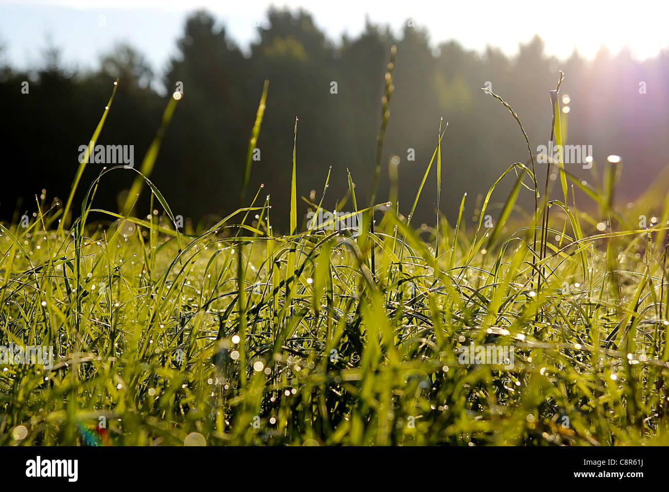 Mornung la rosée sur les plantes vertes en face d'un bois 2 Banque D'Images