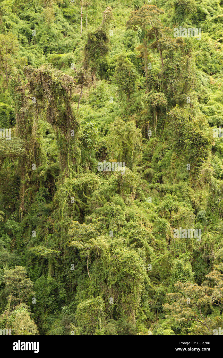 La végétation dense de la forêt tropicale d'un point de vue élevé Banque D'Images