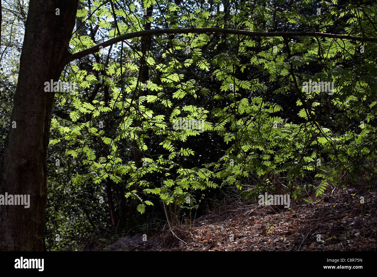 Capture la lumière du soleil les feuilles d'un arbre Sorbier Rowan Printemps Wilmslow Cheshire Angleterre Banque D'Images