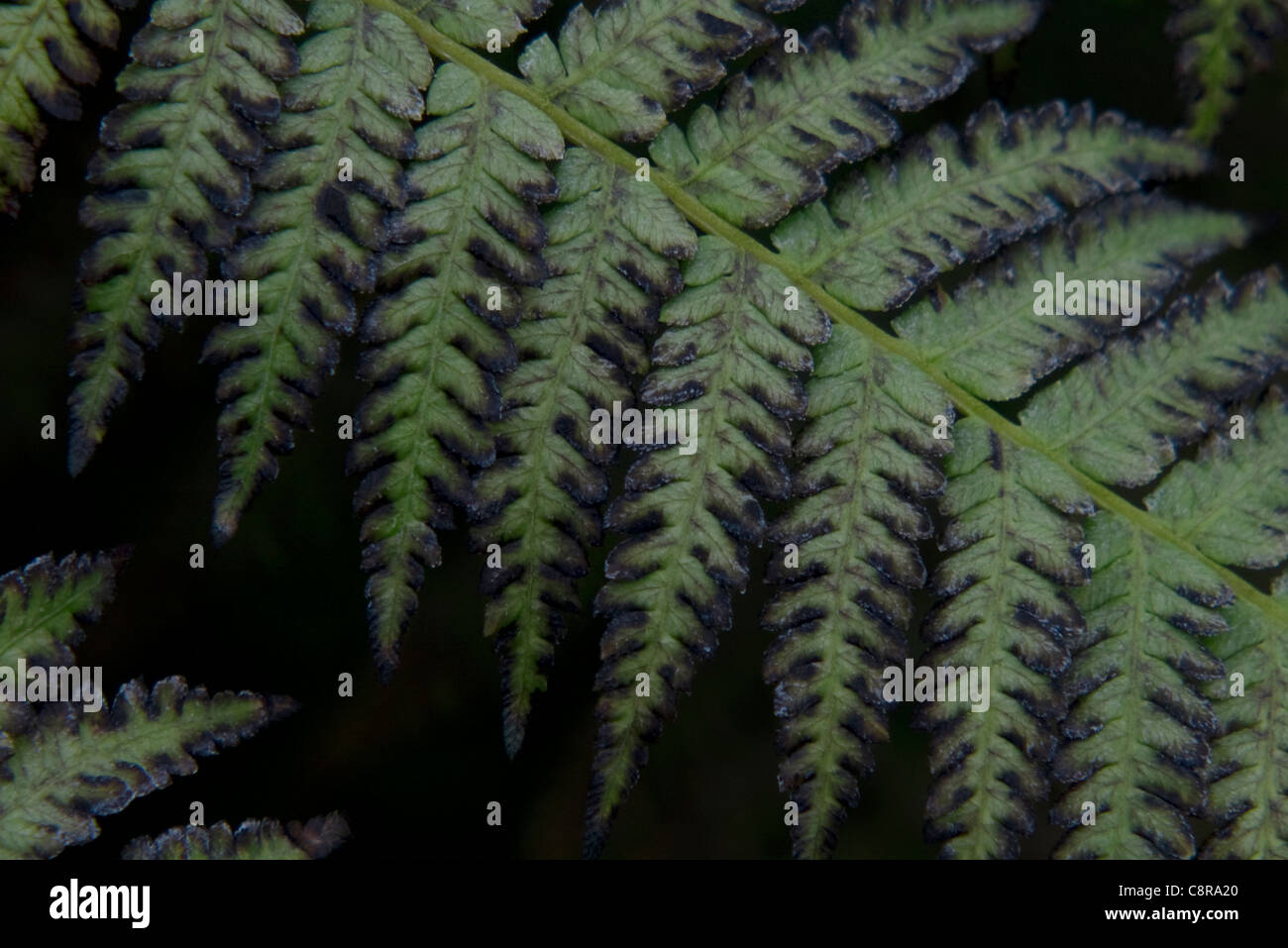L'argent fougère arborescente ou Cyathea dealbata plante libre Banque D'Images