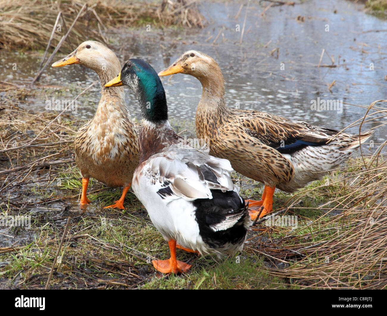 Trois beaux canards sur le lac Banque D'Images