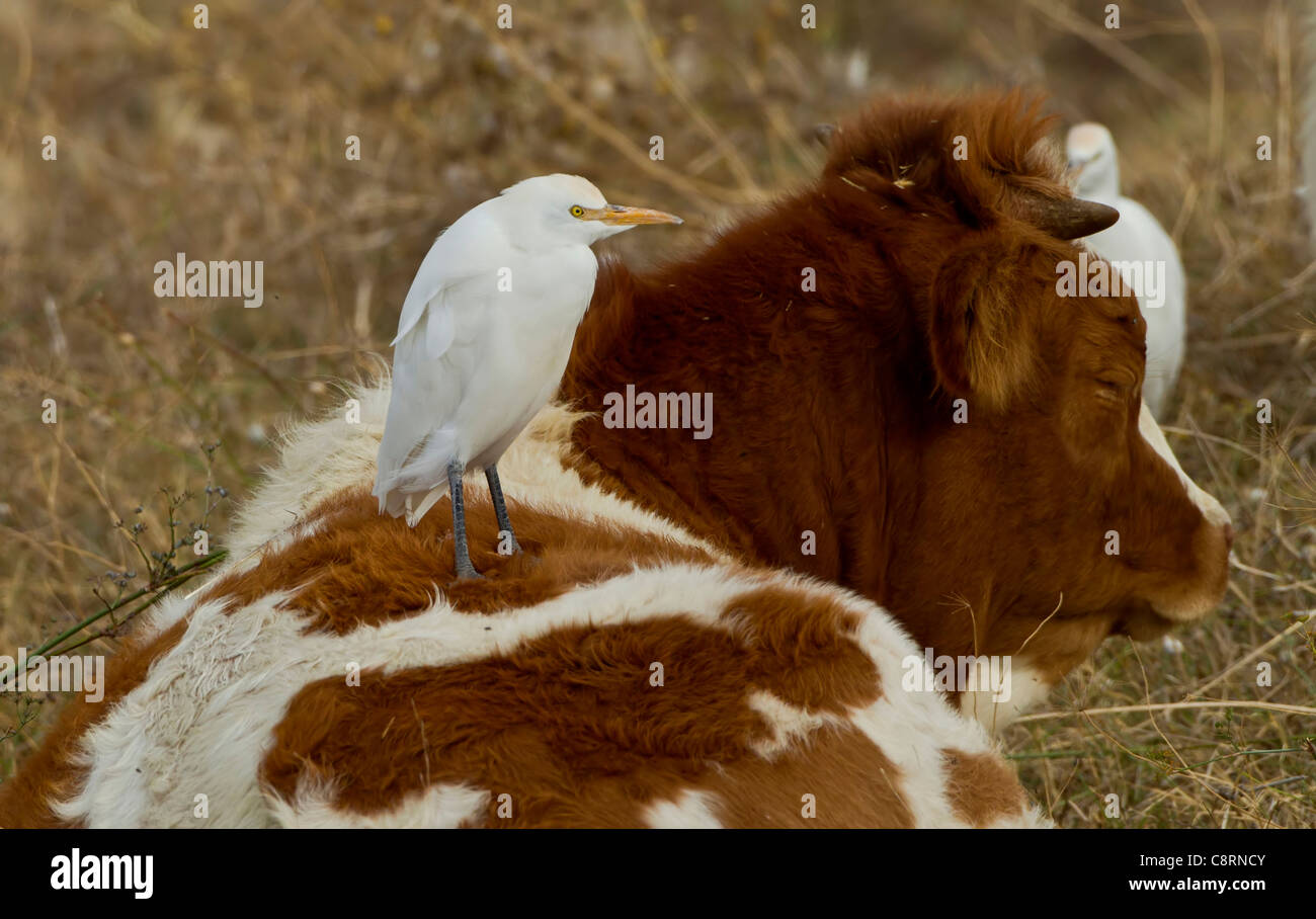 Héron garde-boeufs Bubulcus ibis perché sur le dos de vache Andalousie Espagne Banque D'Images