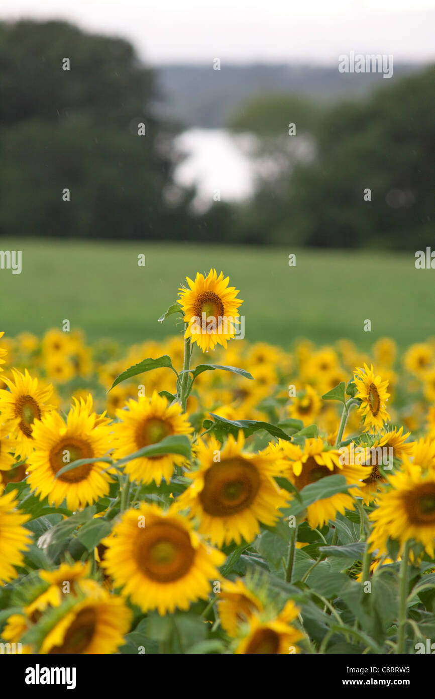 Un tournesol se développe au-dessus du champ de ses frères Banque D'Images