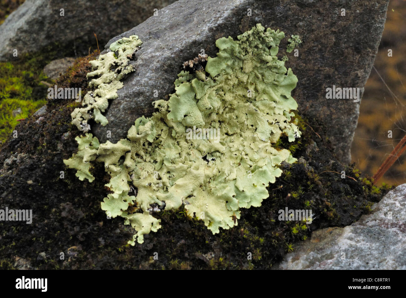 Flavoparmelia caperata, lichen greenshield commun Banque D'Images