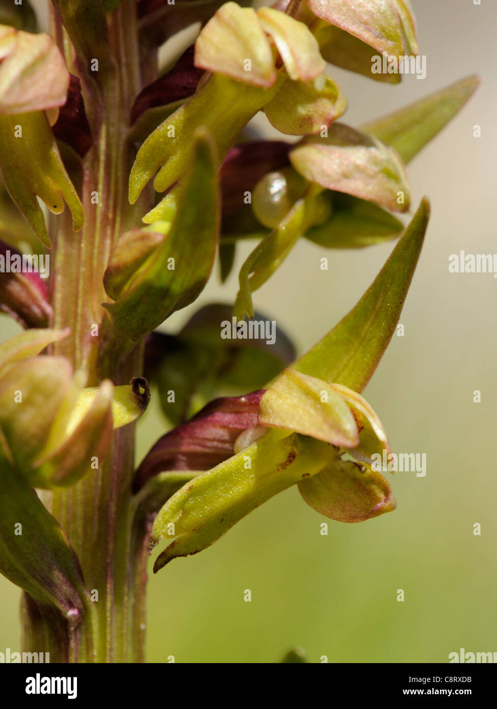 Frog Orchid, Coeloglossum viride, Close up of flowers Banque D'Images
