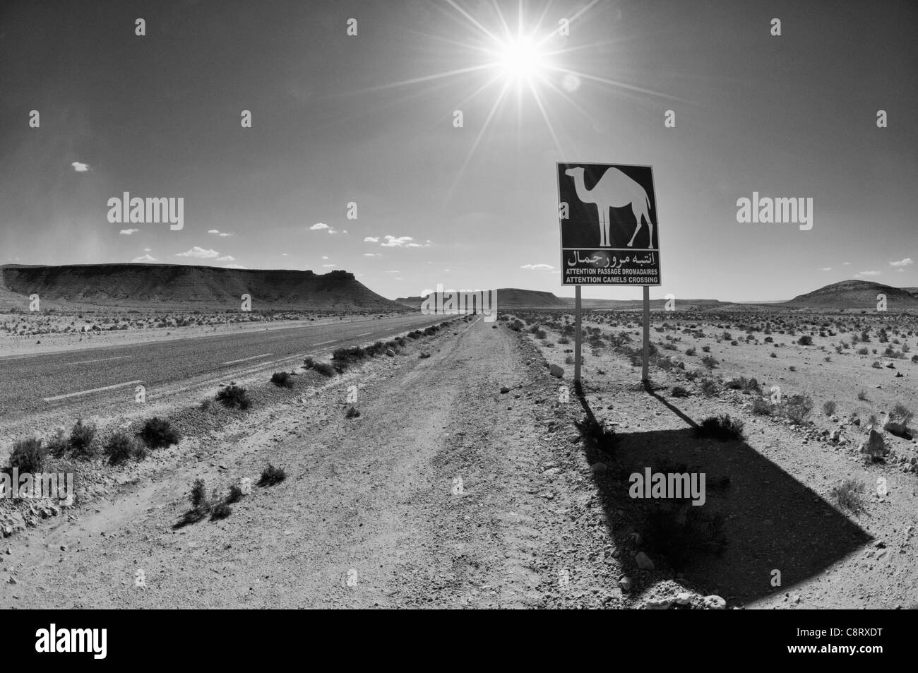 L'Afrique, la Tunisie, entre Gafsa et Kébili. Lecture d'orientation Attention chameaux crossing (Attention Passage Dromadaires). Banque D'Images