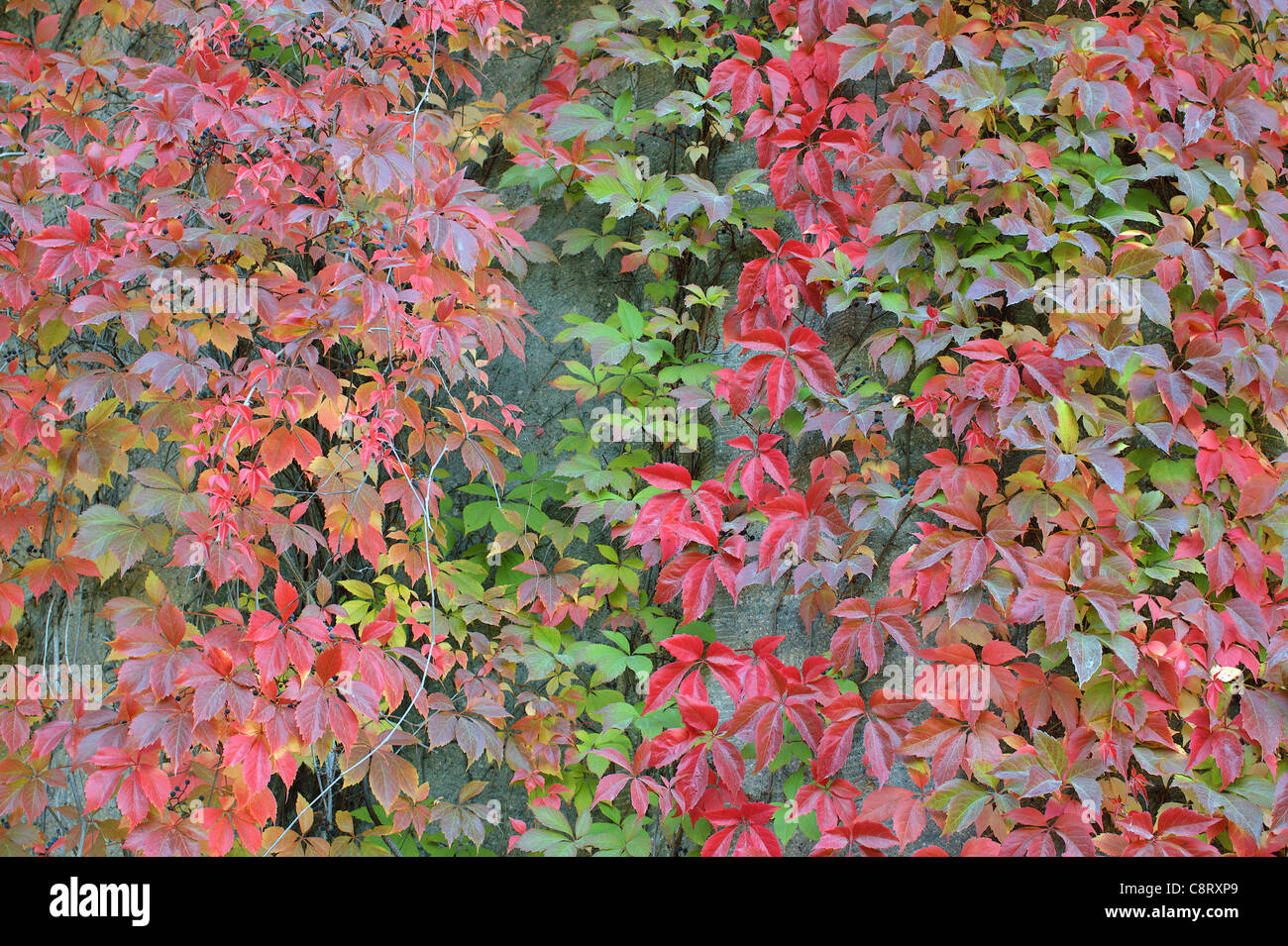Les feuilles de vigne rouge tournant et jaune en automne Parthenocissus quinquefolia Banque D'Images