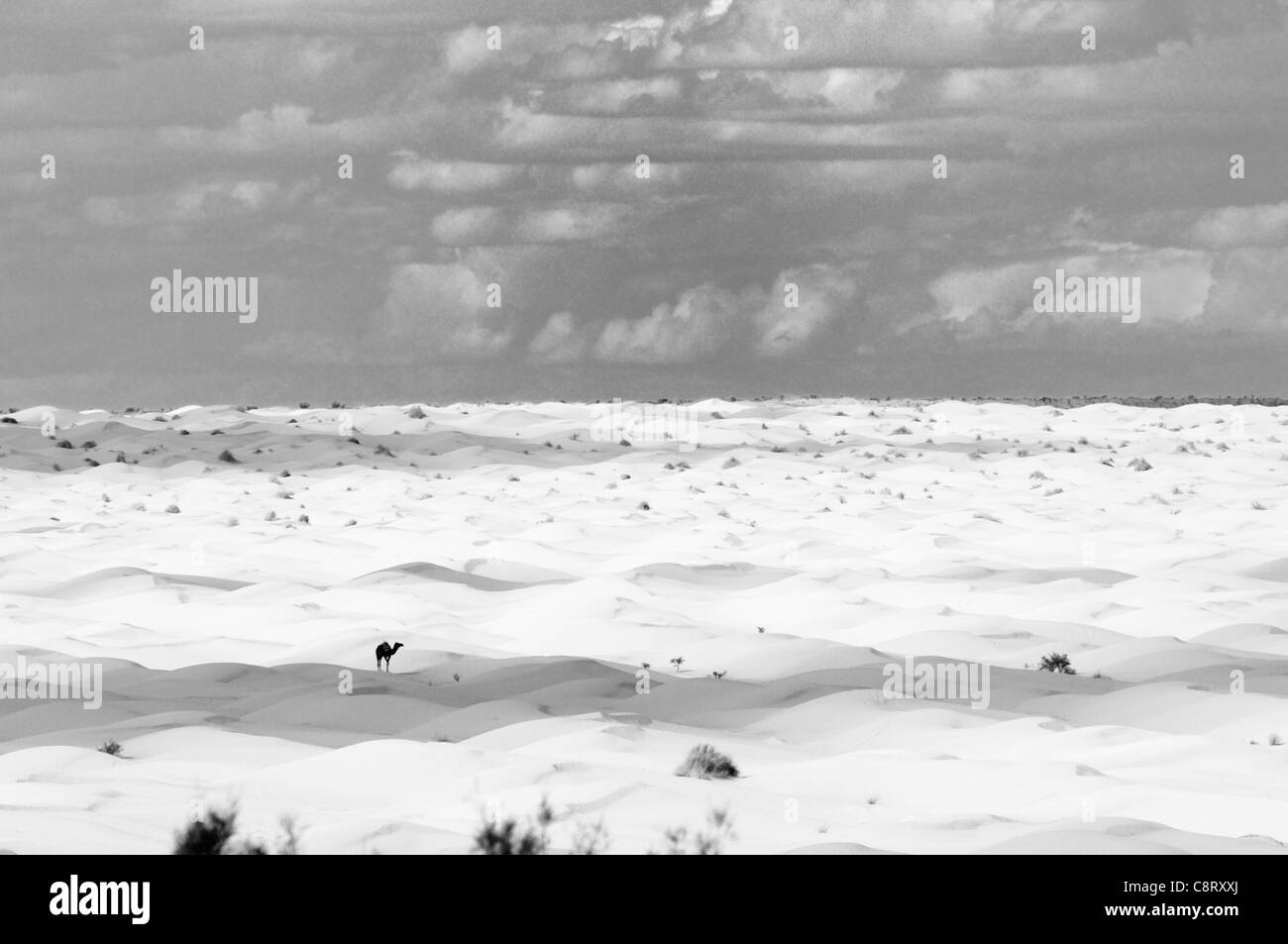 L'Afrique, Tunisie, nr. Ksar Rhilane. Camel dans le désert de dunes du Grand Erg Oriental dans le désert du Sahara. Banque D'Images