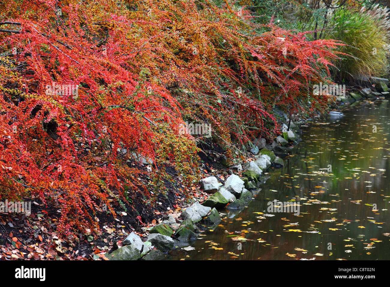 Encore tranquille tranquille eau riche automne couleurs d'automne Banque D'Images