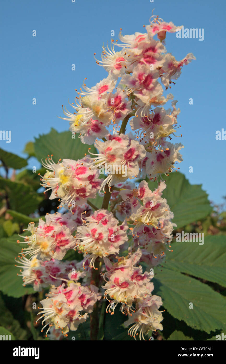 Fleurs et feuilles marronnier (Aesculus hippocastanum), dans les Chilterns, England, UK. Banque D'Images