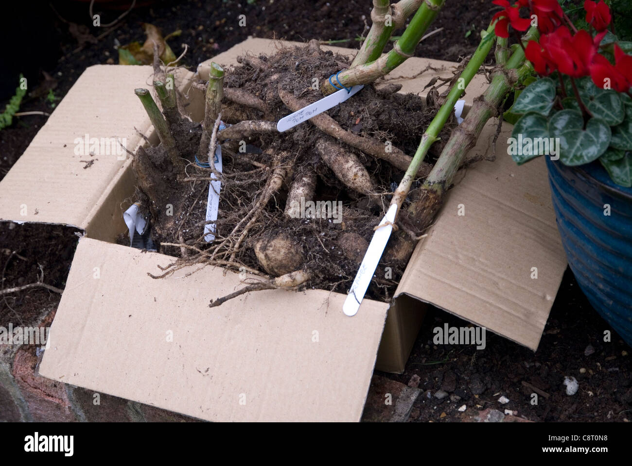 Hiverner les tubercules de dahlia dans une boîte en carton Banque D'Images