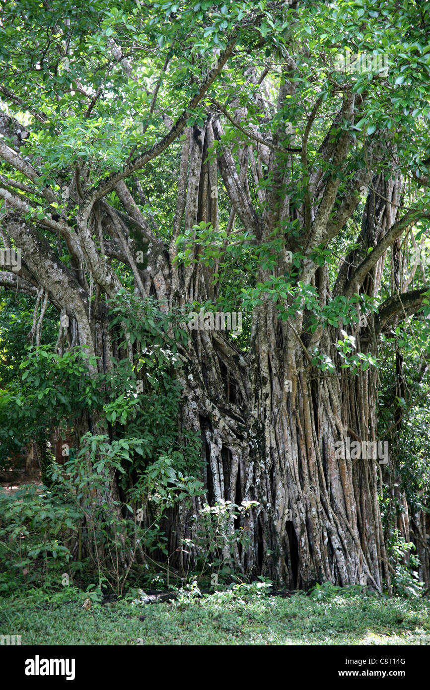 Vieil arbre en Colombie Banque D'Images