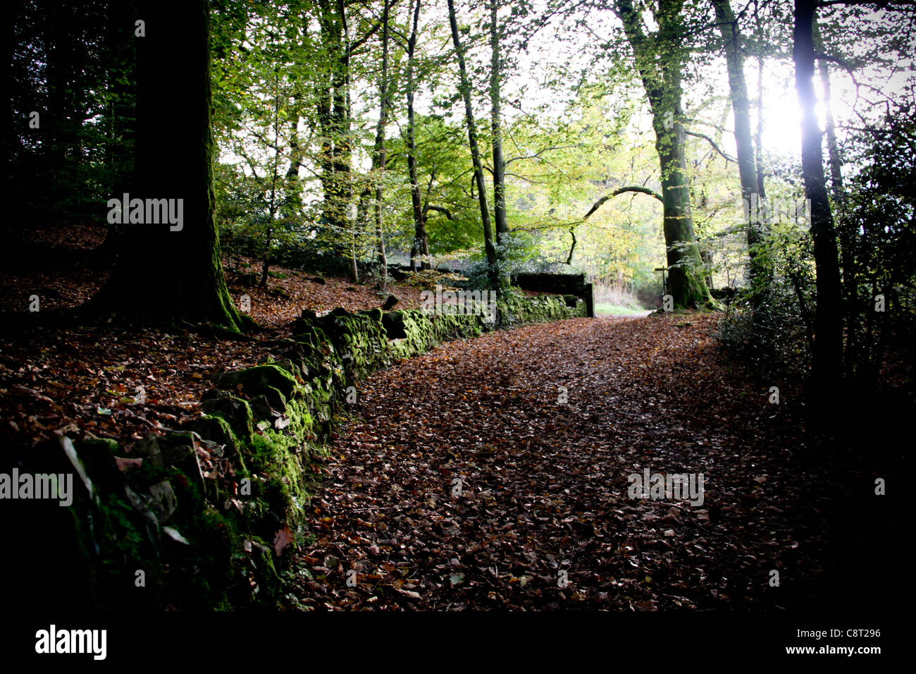 Rayon de soleil, Bowness-on-Windermer, les lacs, Lakeland, le Lake District, Royaume-Uni, UK Banque D'Images