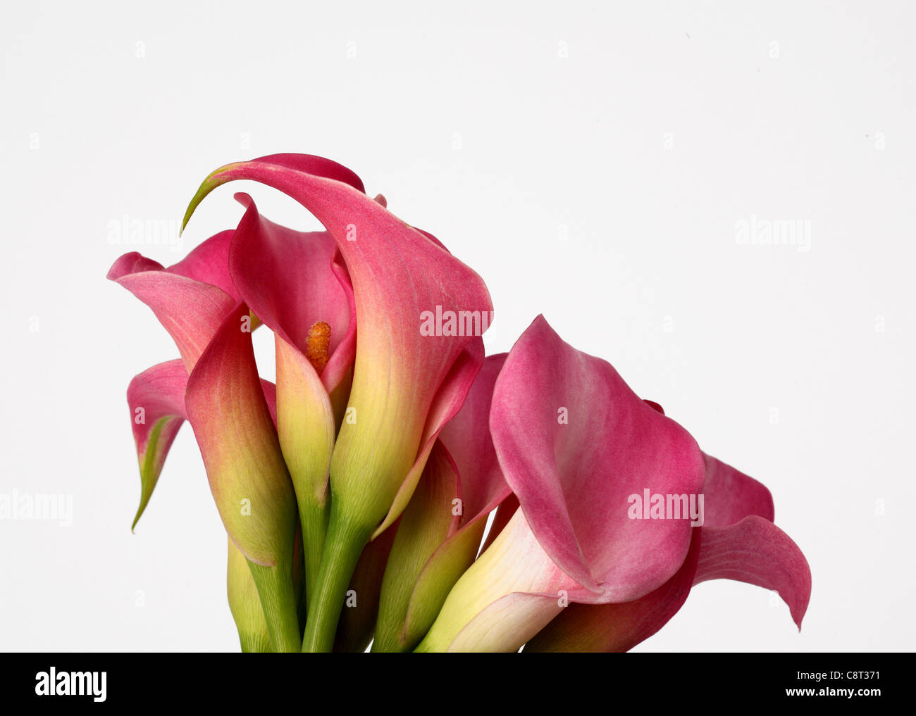 Un gros plan d'un bouquet de fleurs colorées. Zantedeschia zantedeschia rose [VAR] arrangement Banque D'Images