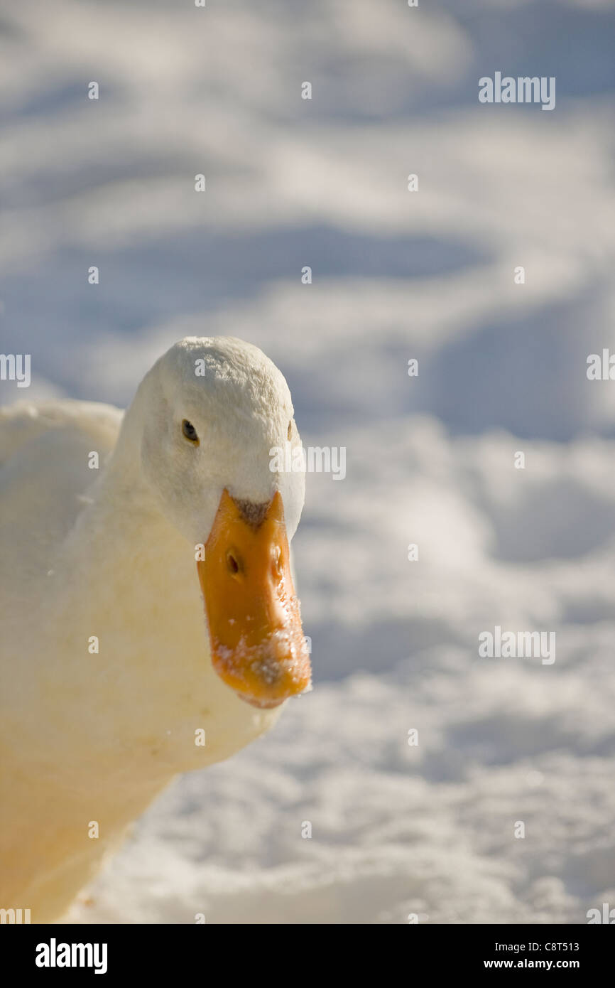 Un canard de Pékin dans un champ neigeux dans la région de Linton Yorkshire du Nord. Banque D'Images