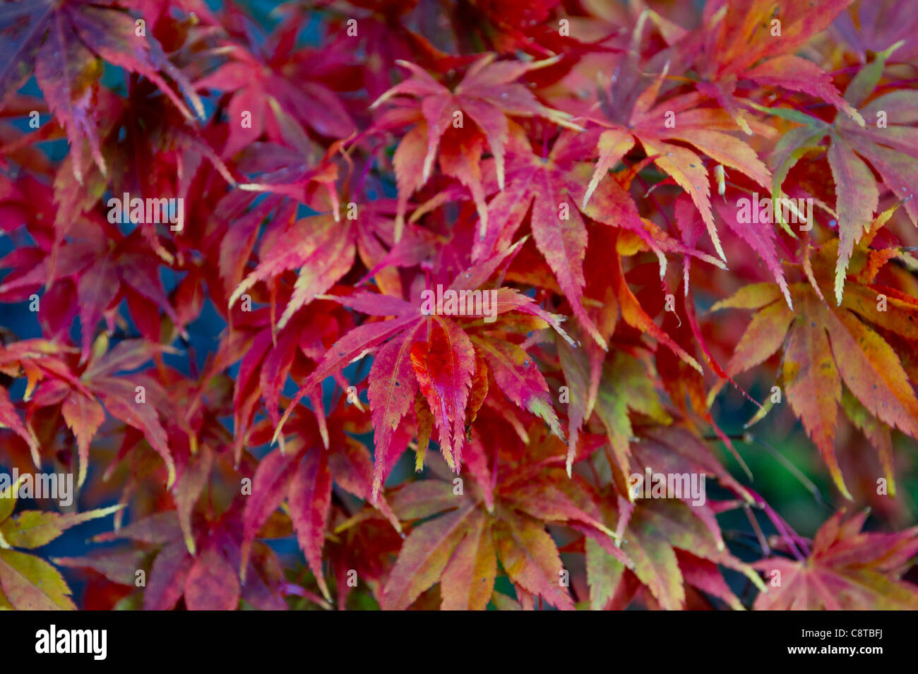 La beauté d'automne, Close-up de feuilles d'érable rouge dans une scène d'automne Banque D'Images