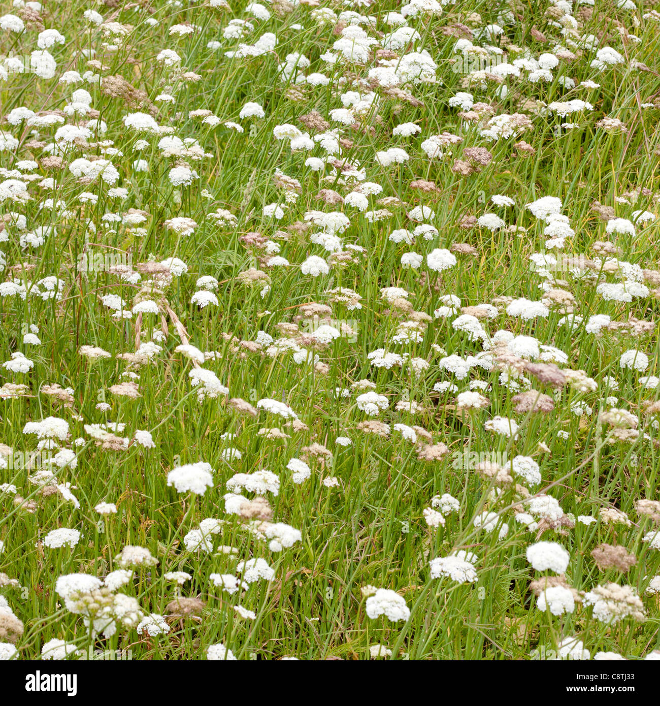 Pré Vert détail et la texture Banque D'Images