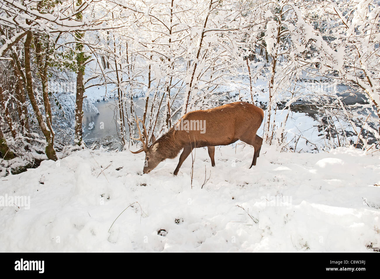 La marche des cerfs dans la forêt d'hiver Banque D'Images