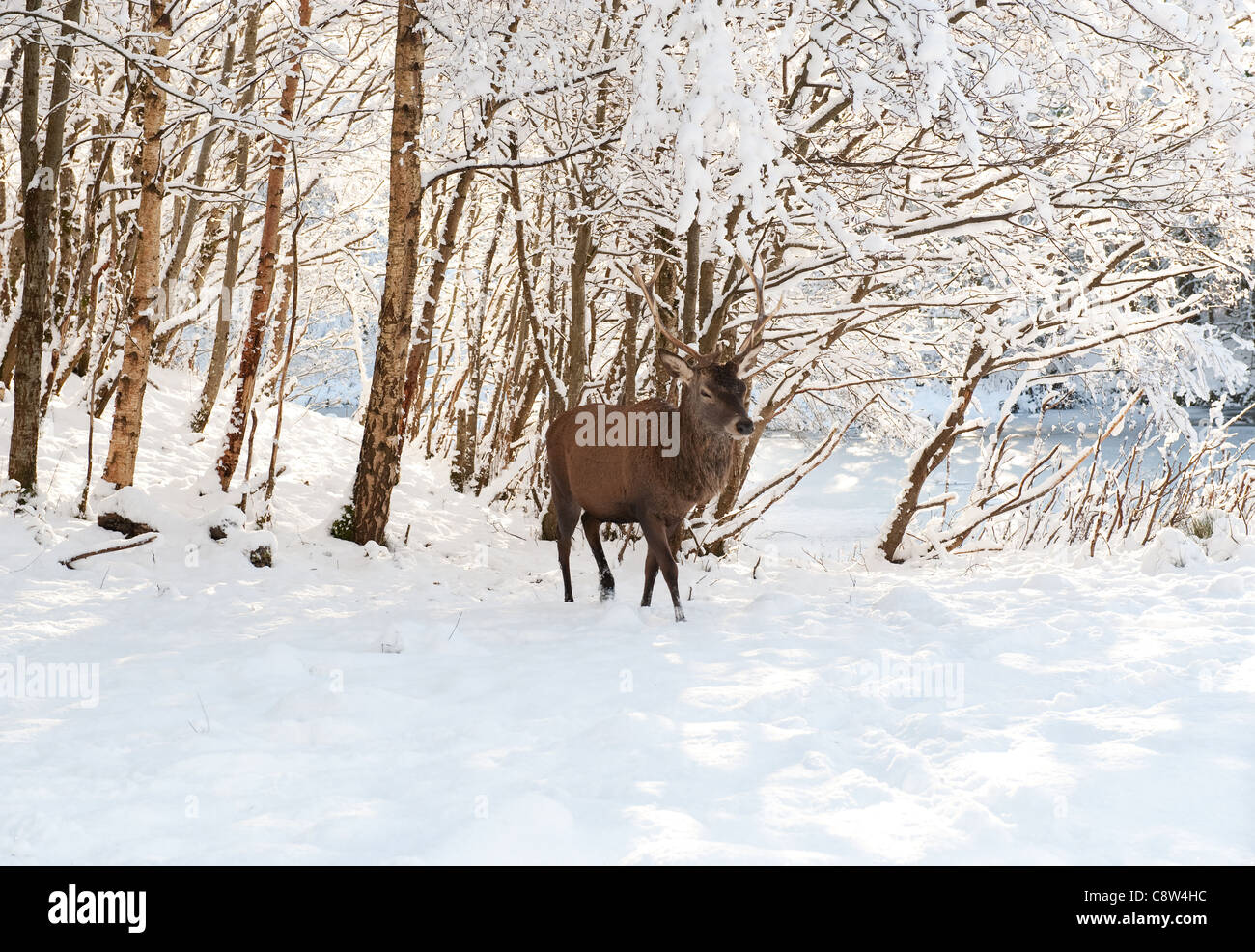 Red Deer dans la forêt d'hiver dans une journée ensoleillée Banque D'Images