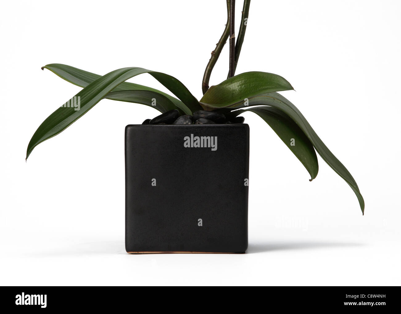 Le fond d'une plante d'orchidée en vase en verre. Banque D'Images