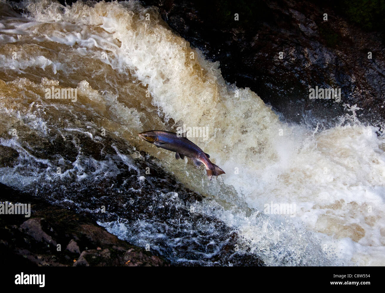 Wild Salmon leap le salmon leap naturelle et chute d'eau de retourner vers leurs frayères sur la rivière de l'amande, le Perthshire Banque D'Images