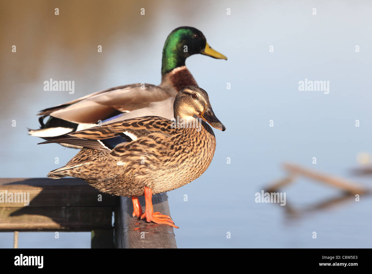 Canard colvert mâle et femelle s'assit sur une clôture Banque D'Images