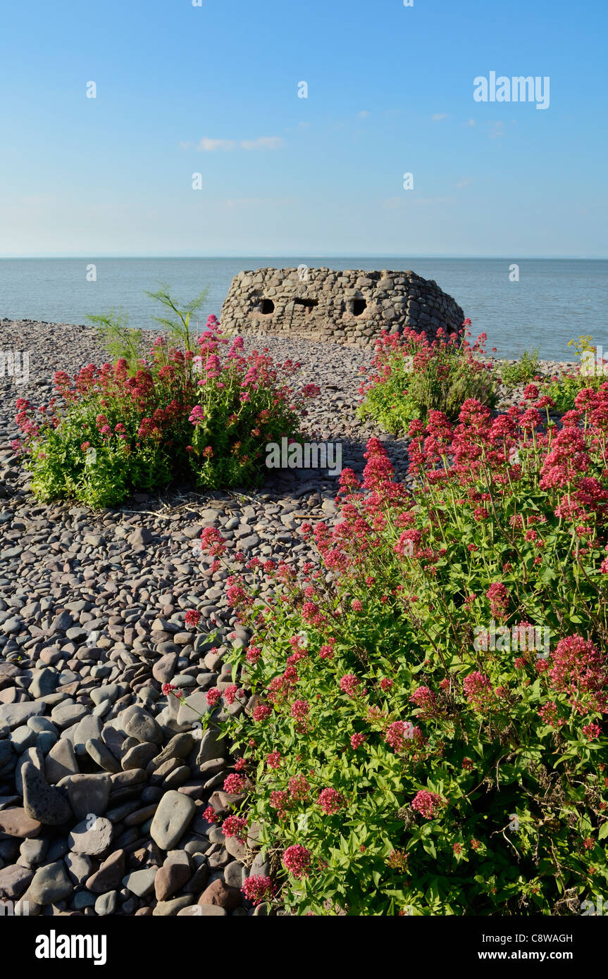 Rouge Valérien poussant sur la plage de Porlock Weir en été, Parc national d'Exmoor, Somerset, Angleterre. Banque D'Images