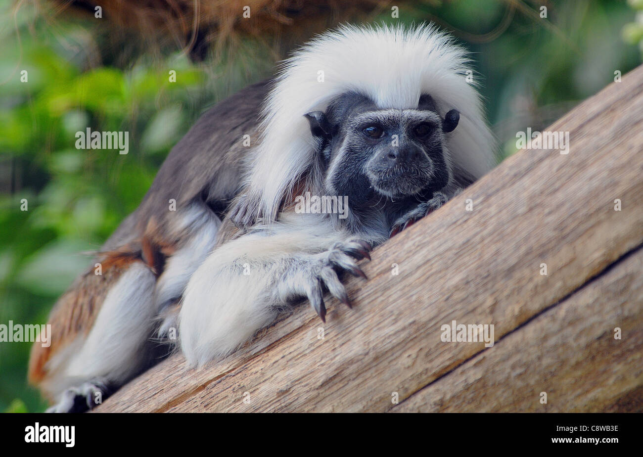 Haut COTON TAMARIN À MARWELL Zoological Park, près de Winchester, Hants. Banque D'Images