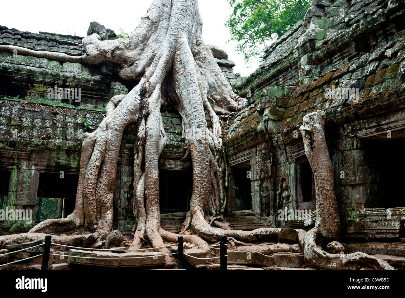 Ta Prohm Temple, Angkor Wat, au Cambodge Banque D'Images
