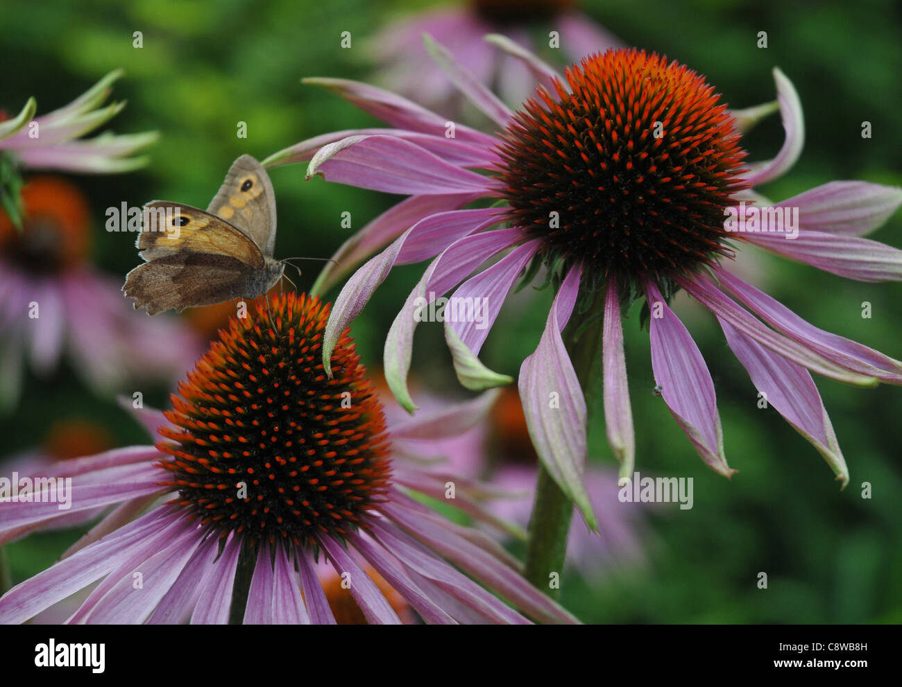 Une prairie BROWN papillon se nourrit de la prolifération d'un Echinacea purpurea À HILLIER GARDENS près de Romsey, Hampshire Banque D'Images