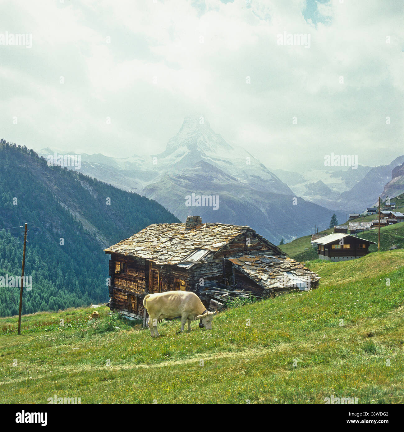 Élevage de vaches hameau de Findeln près de Zermatt et Matterhorn Valais Suisse Europe Banque D'Images