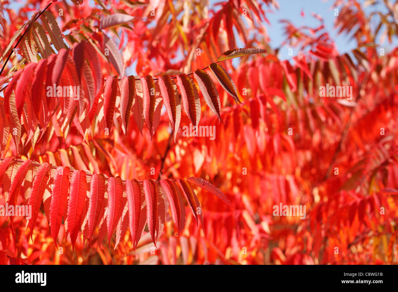 Sumac rouge flamboyant à l'automne, selective focus. Banque D'Images
