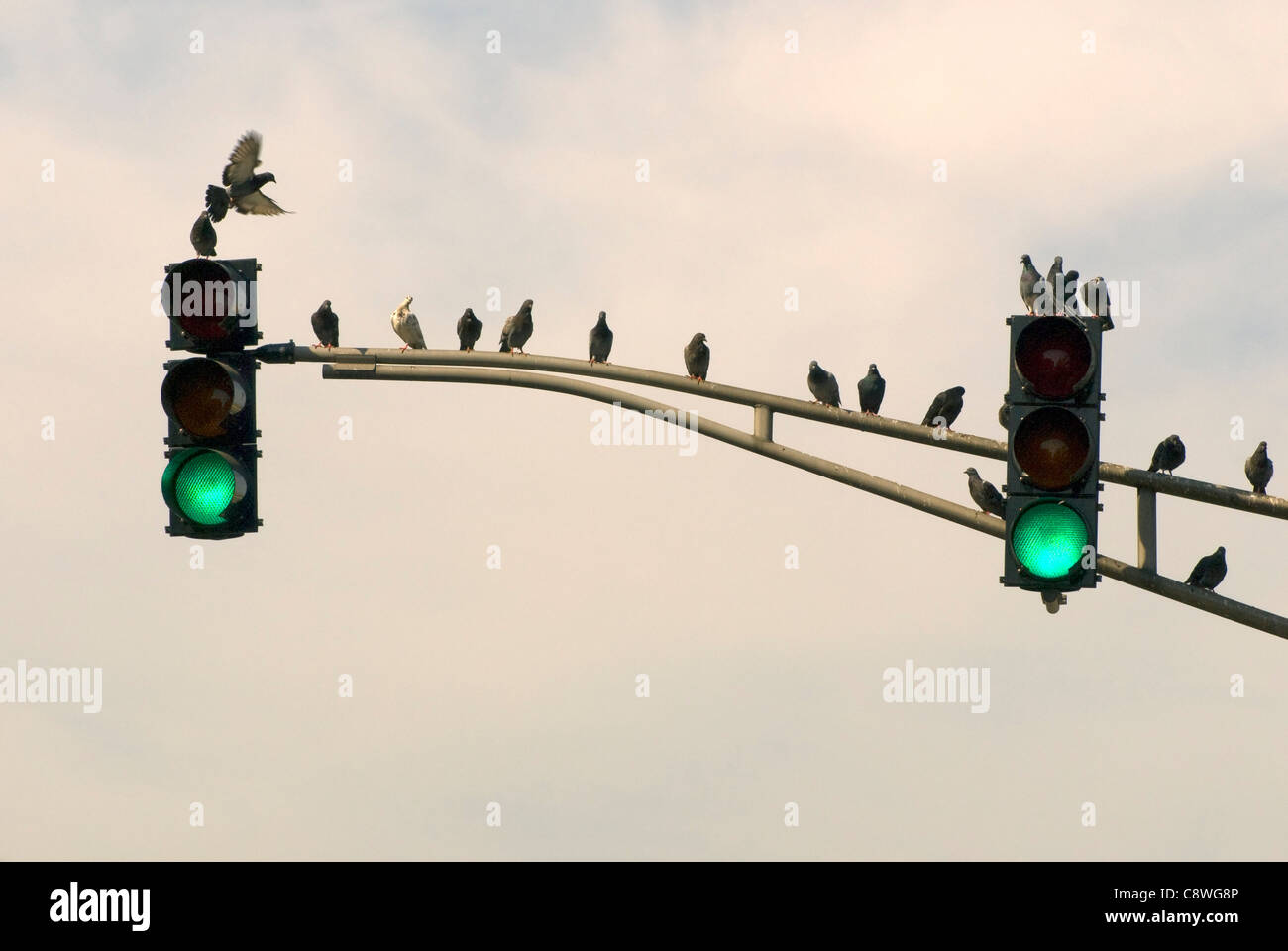 Les pigeons dans un pôle à la lumière de la rue Clark et de la Division des rues, Chicago, Illinois, USA. Banque D'Images