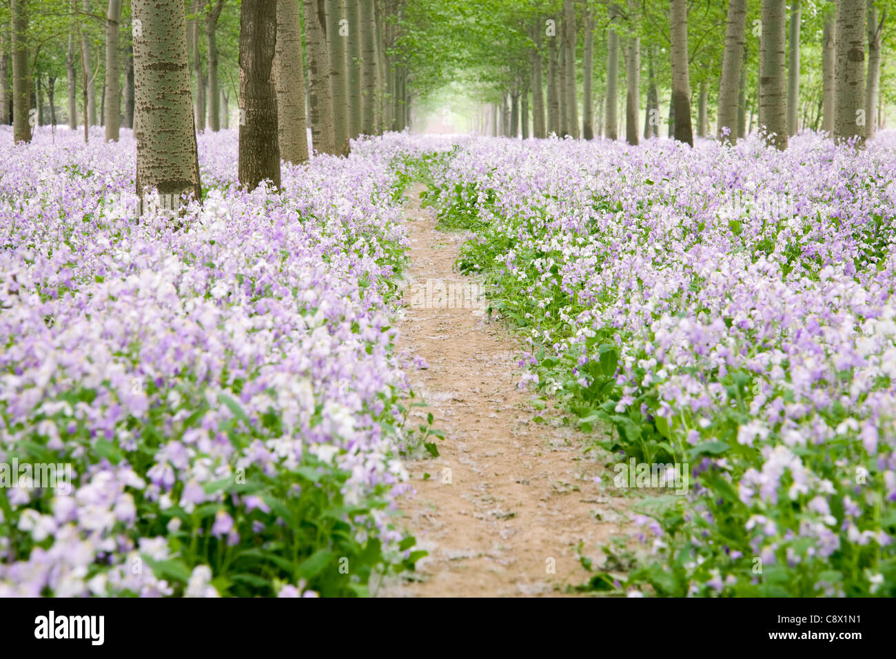 Chemin De Fleurs Banque d'image et photos - Alamy