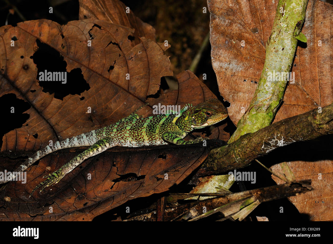 Forêt Amazonienne Dragon (Enyalioides espèces), la masse des déchets sur sol de la forêt, Parc national Yasuni, en Equateur Banque D'Images