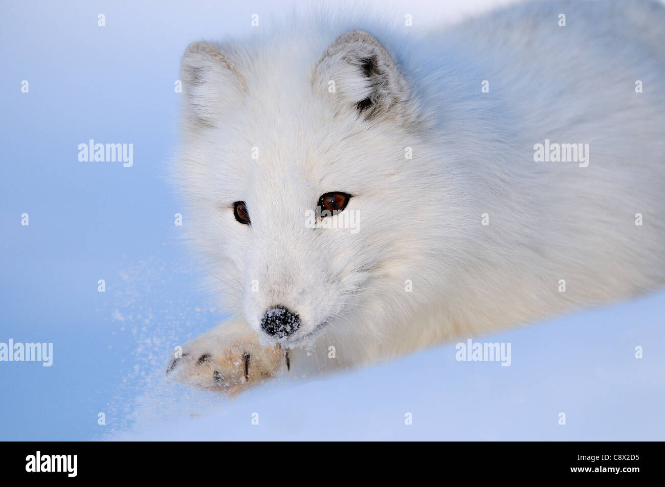 Le renard arctique (Alopex lagopus) close-up, sur la neige, la Norvège prisonnier Banque D'Images