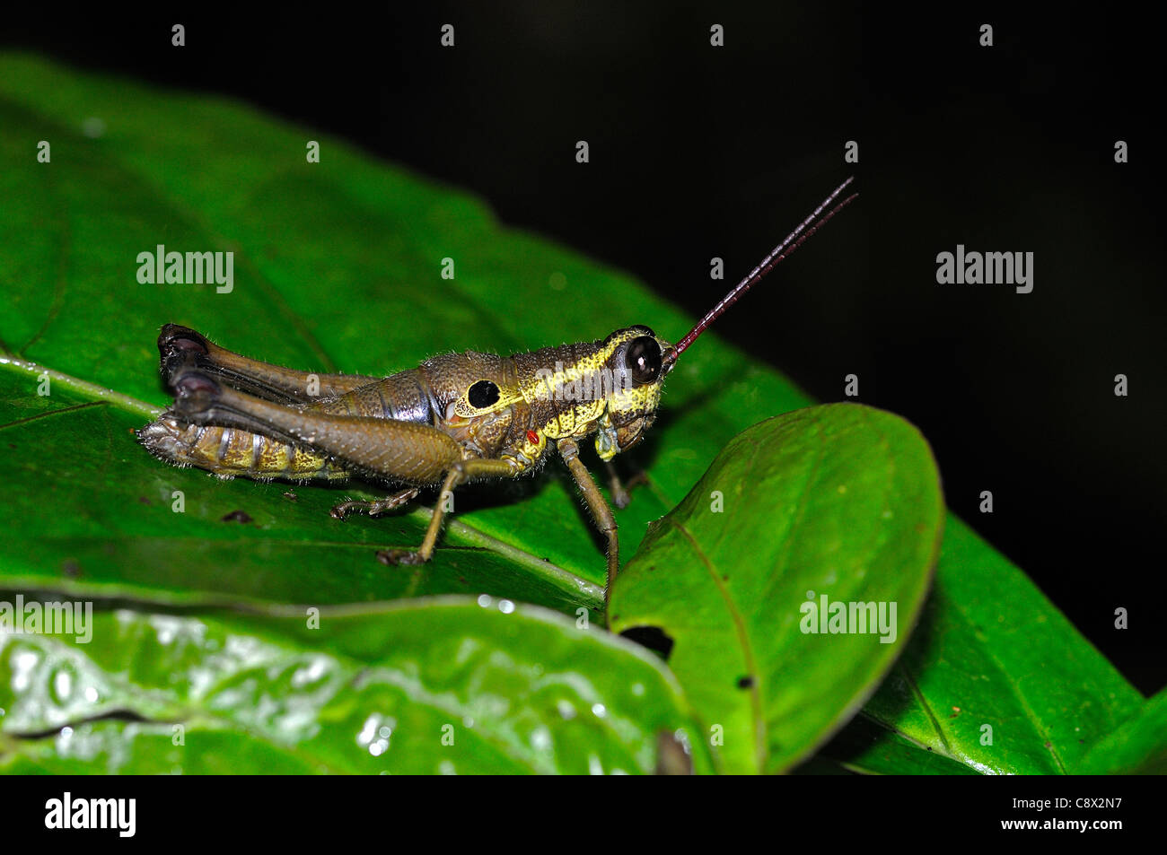Acridid à cornes sauterelle (Acrididae) voler, assis sur feuille, Parc national Yasuni, en Equateur Banque D'Images