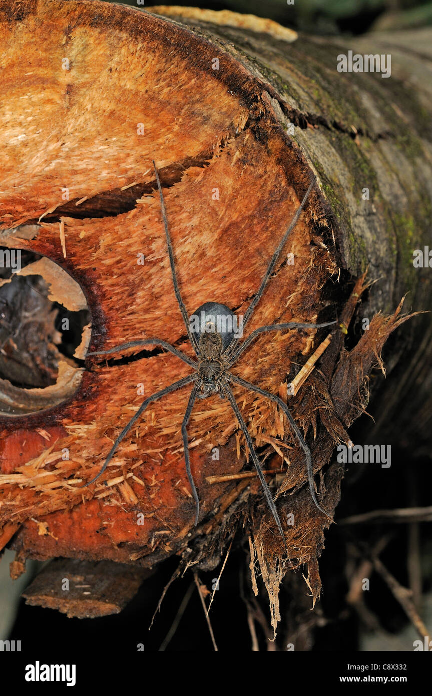 Spider de pêche (espèces) une Dolomedes reste sur le tronc de l'arbre, Parc national Yasuni, en Equateur Banque D'Images