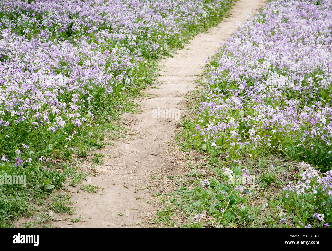 Chemin de fleurs Banque de photographies et d’images à haute résolution