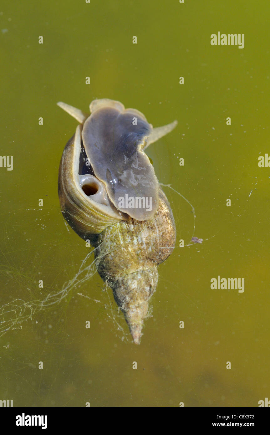 Grand Étang Snail (Lymnala stagnalis) à la surface de l'eau, l'Oxfordshire, UK Banque D'Images