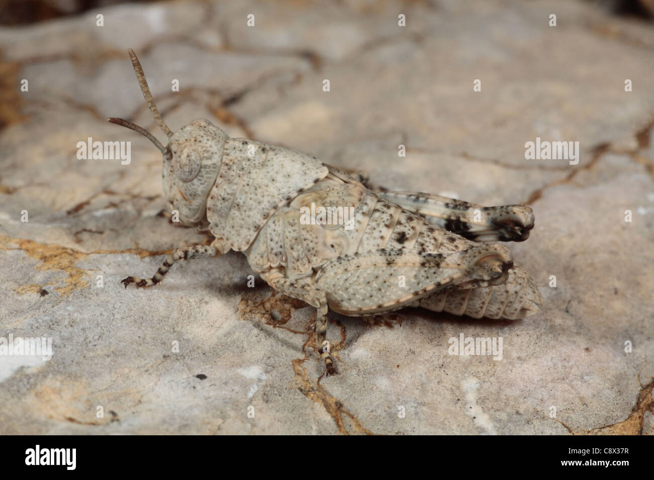 Nymphe sauterelle sur un lichen-camouflé couverts rock. Ariege Pyrenees, France. Mai. Banque D'Images