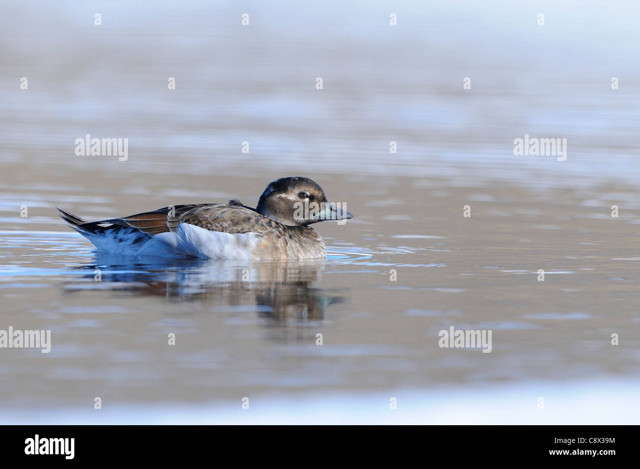 Le Harelde kakawi (Clangula hyernalis) femelle adulte en plumage nuptial, l'été, la Norvège Varanger Banque D'Images