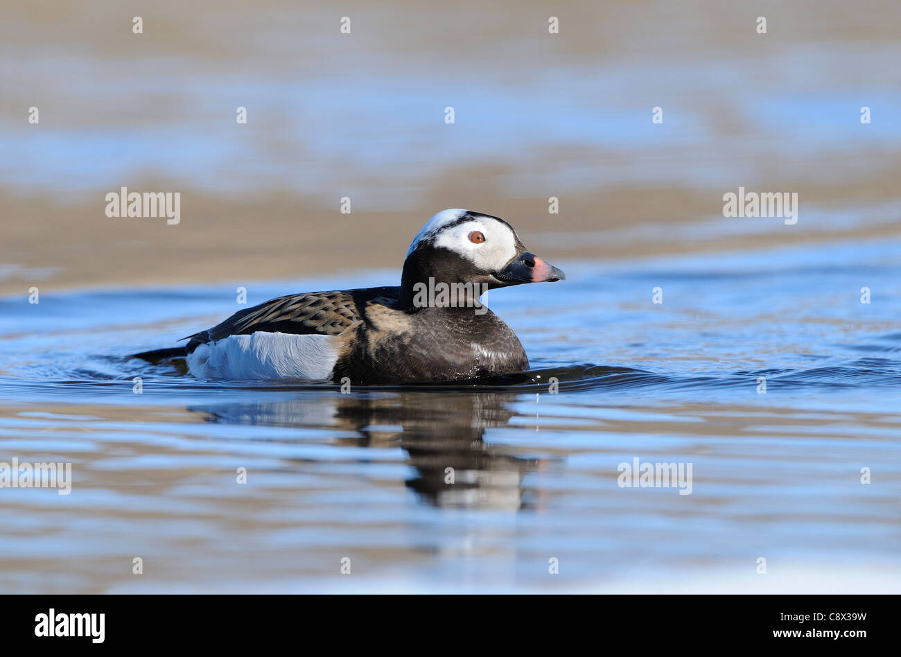 Le Harelde kakawi (Clangula hyernalis) mâle adulte, natation, en été, en plumage nuptial, la Norvège Varanger Banque D'Images