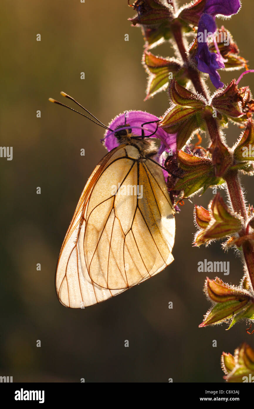 Papillon blanc veiné noir (Aporia crataegi) se percher sur Meadow Clary (Salvia pratensis), à l'aube. Banque D'Images