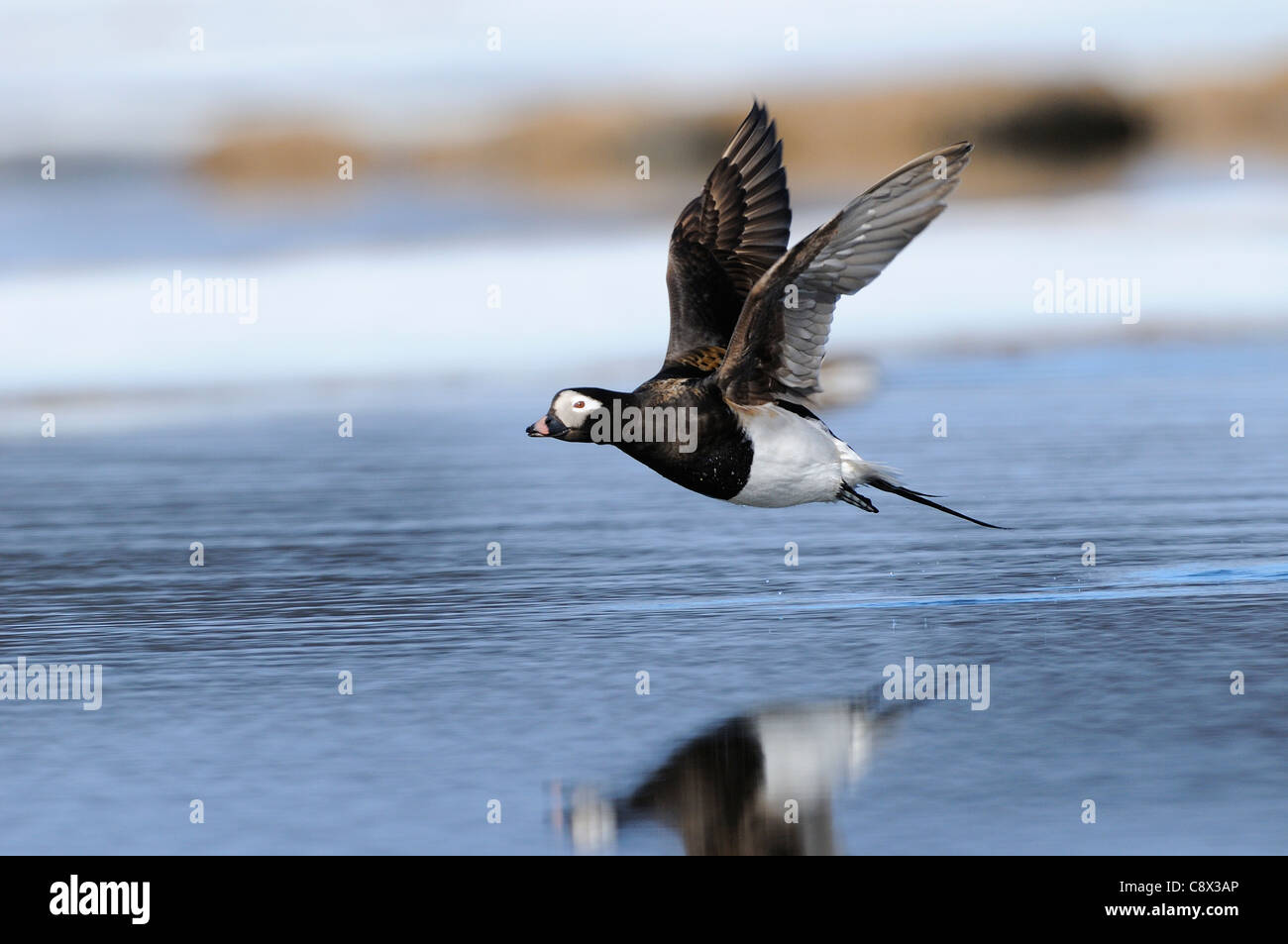 Le Harelde kakawi (Clangula hyernalis) mâle adulte en vol, en été, en plumage nuptial, la Norvège Varanger Banque D'Images