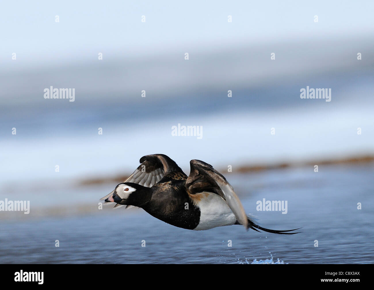 Le Harelde kakawi (Clangula hyernalis) mâle adulte en vol, en été, en plumage nuptial, la Norvège Varanger Banque D'Images