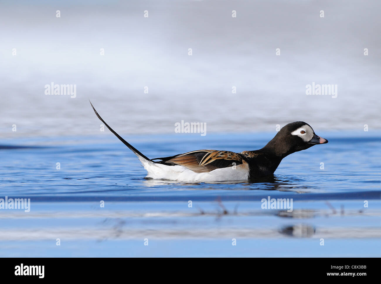 Le Harelde kakawi (Clangula hyernalis) mâle adulte, la natation dans le lac de l'Arctique, en été, en plumage nuptial, la Norvège Varanger Banque D'Images