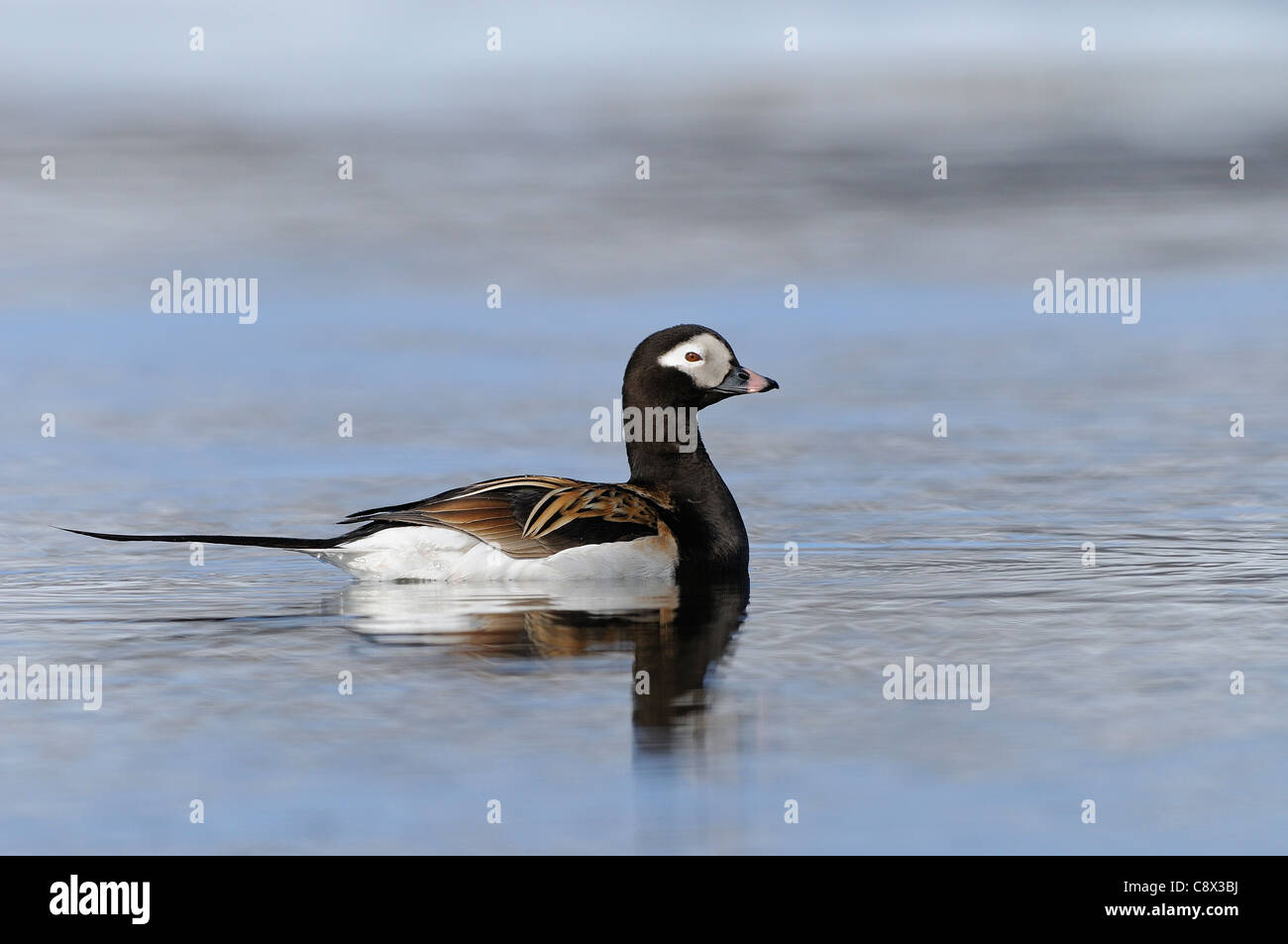 Le Harelde kakawi (Clangula hyernalis) mâle adulte, natation, en été, en plumage nuptial, la Norvège Varanger Banque D'Images