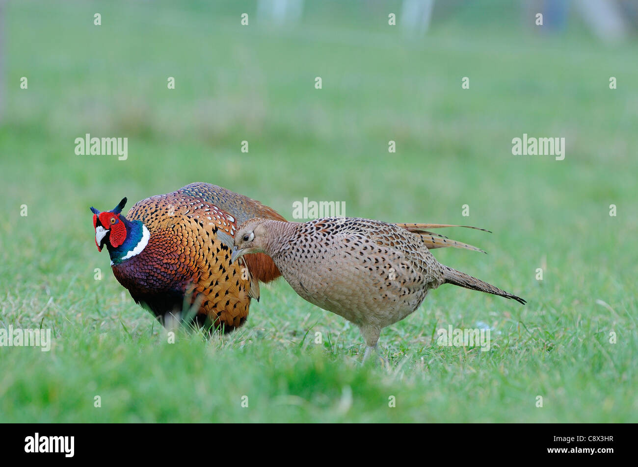 Le faisan commun (Phasianus colchicus) mâle en parade nuptiale à femme, Oxfordshire, UK Banque D'Images