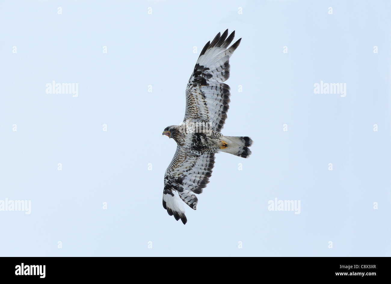 La Buse pattue (Buteo lagopus) en vol, appelant, Varanger, Norvège Banque D'Images